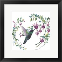 Framed 'Male Magnificent Hummingbird' border=