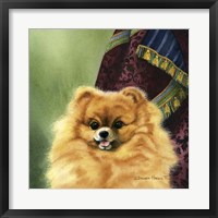 Framed Pomeranian