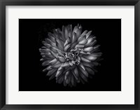 Framed Backyard Flowers In Black And White 20