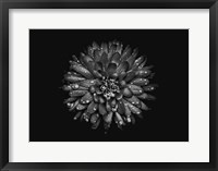 Framed Backyard Flowers In Black And White 45