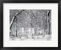 Framed Trees In Snow