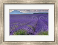 Framed Lavender Fields Provence