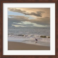Framed Seagull on Beach