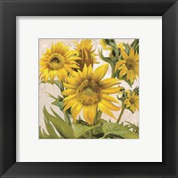 Framed 'Sunflower Surprise 1' border=