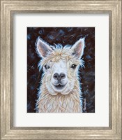 Framed Alpaca