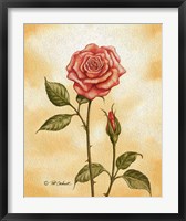 Framed Rose on Peach