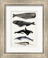 Framed Whale Chart I