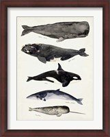 Framed Whale Chart I