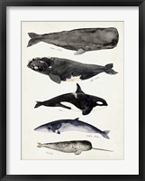 Framed Whale Chart I