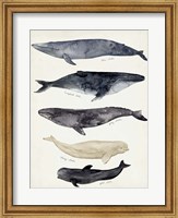 Framed Whale Chart II
