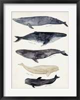 Framed Whale Chart II