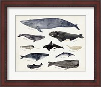 Framed Whale Chart III
