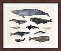 Framed Whale Chart III