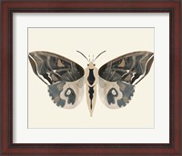 Framed Neutral Moth II