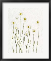 Framed White Antique Daisies I