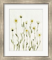 Framed White Antique Daisies II