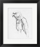 Framed Parrot Portrait I