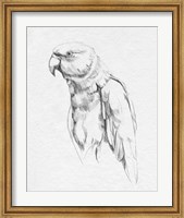 Framed Parrot Portrait I