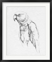 Framed Parrot Portrait I