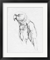 Framed 'Parrot Portrait I' border=