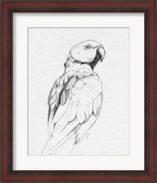 Framed Parrot Portrait II