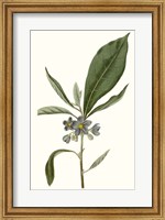 Framed Soft Blue Botanicals II