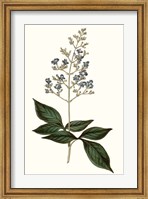 Framed Soft Blue Botanicals IV