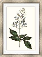 Framed Soft Blue Botanicals IV