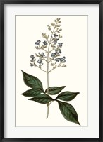Framed Soft Blue Botanicals IV