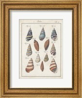 Framed Antique Shell Pair I