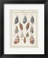 Framed Antique Shell Pair I