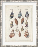 Framed Antique Shell Pair I