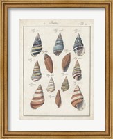 Framed Antique Shell Pair I