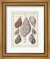 Framed Antique Shell Pair II