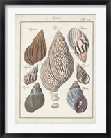 Framed Antique Shell Pair II