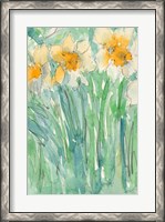 Framed Daffodils Stems I
