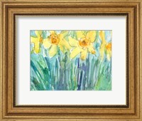 Framed Daffodil Blooms I