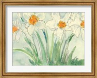 Framed Daffodils Orange and White II