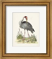 Framed 'Antique Heron & Cranes I' border=