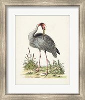 Framed Antique Heron & Cranes I