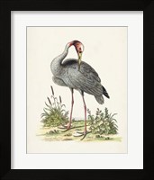 Framed Antique Heron & Cranes I