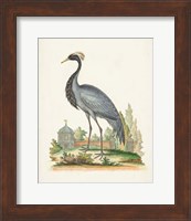 Framed Antique Heron & Cranes II