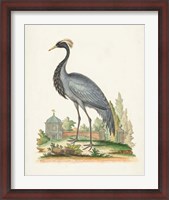 Framed Antique Heron & Cranes II