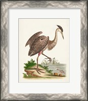 Framed Antique Heron & Cranes III