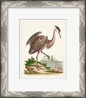 Framed 'Antique Heron & Cranes III' border=