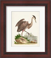 Framed Antique Heron & Cranes III