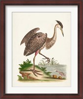 Framed Antique Heron & Cranes III