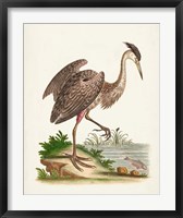 Framed Antique Heron & Cranes III