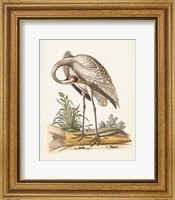 Framed 'Antique Heron & Cranes IV' border=