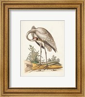 Framed 'Antique Heron & Cranes IV' border=